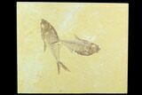 Two Fossil Fish (Diplomystus) - Green River Formation #122670-1